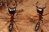 Photos of Carpenter Ants Queen Dies