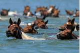 Photos of Chincoteague Pony Swim