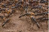 Pictures of Termites And Ants Together