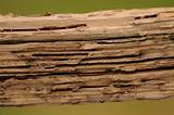 Wood Termite Damage Images
