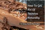 Pictures of Natural Remedies For Termite Control