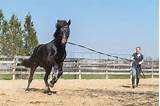 Horse Trainer Insurance Pictures