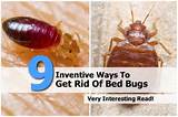 How To Get Rid Of Bed Bugs Look Like