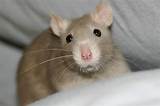 Photos of Rat On