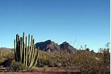 Photos of Organ Pipe Cactus National Monument Hotels