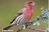 Red House Finch Images