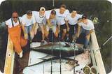 Pictures of Tuna Fishing Charters Boston Ma
