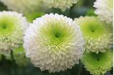 Images of White Chrysanthemum Flower
