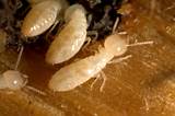 Images of Termites With Wings In House