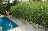 Images of Pool Landscaping For Privacy