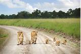 Photos of Best Safari Park In Kenya