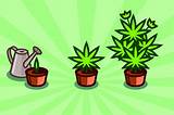 What You Need To Grow Marijuana Indoors