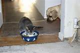 Images of Can Cats Eat Dog Food
