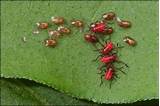 Home Remedies For Boxelder Bug Control Pictures