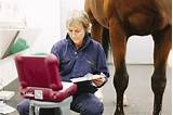 Images of Equine Veterinarian Salary