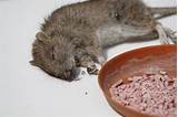 Pictures of Rat Poison Cats Treatment