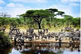 Photos of Kenya Tanzania Safari Packages