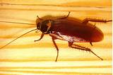 Images of What Is A Flying Cockroach