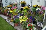 What Is Container Gardening Photos