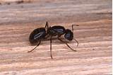 Quebec Carpenter Ants Pictures