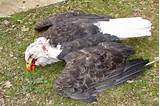 Photos of Wind Turbines Kill Bald Eagles