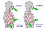 Breathing Exercises Using Diaphragm Photos