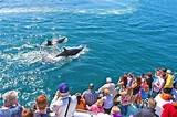 Newport Beach Whale And Dolphin Watching Cruise Photos
