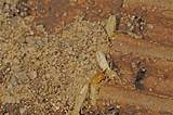 Termite Canada Pictures