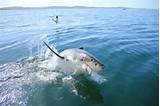Pictures of White Shark Diving Company South Africa