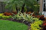 Landscape Plants In Florida Photos