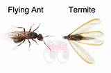 Flying Termite Treatment Images