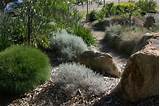 Pictures of Australian Landscape Plants