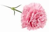 Pink Carnation And A Pickup Truck Pictures