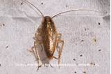 Images of Eagle Termite And Pest Control
