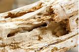 Woodland Termite Pest Control Pictures