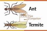 Photos of Is A Flying Ant A Termite