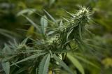 Idaho Marijuana Legalization