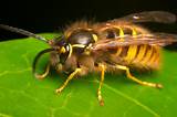 Wasp Queen Photos