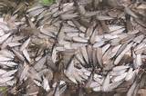 Termites With Wings Swarm