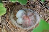 Nest Of House Finch Photos