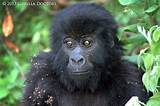 Gorilla Doctors Pictures