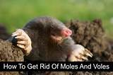 Kill Ground Moles Home Remedies Pictures