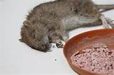 Pictures of Rat Poison Symptoms