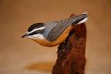 Images of Wood Carvings Birds