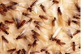 Photos of Flying Termite Swarm