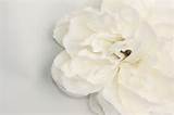 Large White Silk Flowers Photos