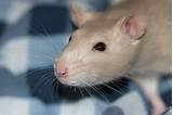 Photos of Rat Gestation