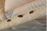 Permethrin For Bed Bug Treatment Pictures