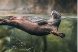 Where Can I Adopt An Otter Photos