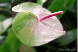 Anthurium Flower Pictures Photos